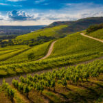 Chianti, carattere fruttato e stile classico