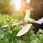 Giardiniere a Gela: coltiva la bellezza