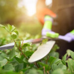 Servizi di giardinaggio: 5 vantaggi
